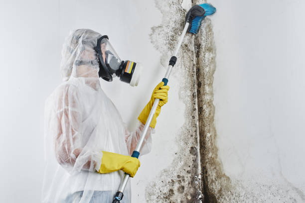 Best Residential Mold Removal  in Blaine, TN