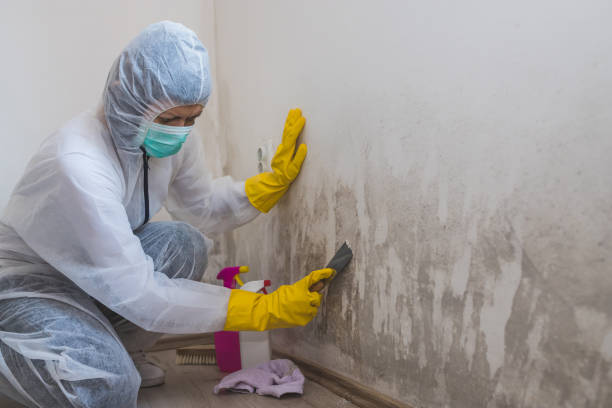 Best Mold Removal Process  in Blaine, TN