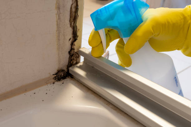 Mold Removal and Inspection in Blaine, TN